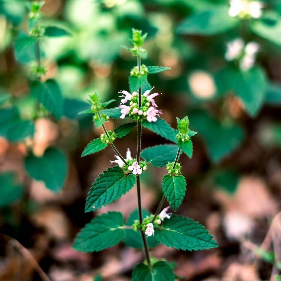 Peppermint plant leaves (AI-generated)